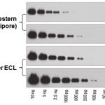 ECL-2