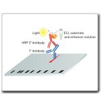 western blot_1