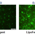 LipoFectMax & LipoFectMax 3000