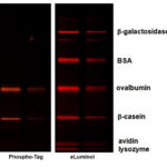 phos-tag_eluminol